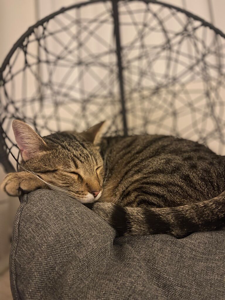 After hours, okay months, of Julia convincing Luciano. He finally cracks and Phinnley is rescued as the first addition to the family. 