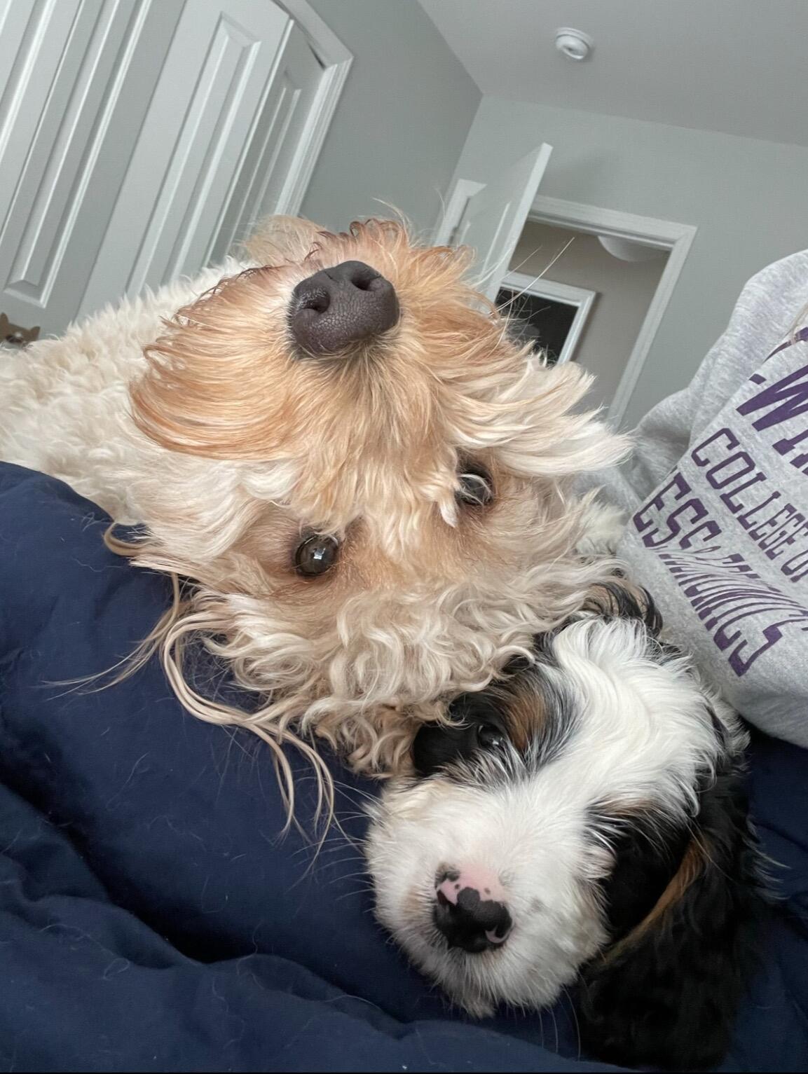 Bentley was so excited to have a Baby brother
