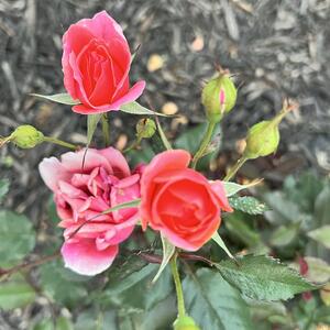 Gallery Photo 31