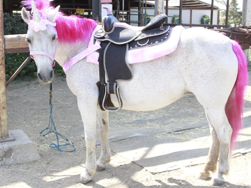 Fancy Pony Parties - Pony Rides - Stockton, CA - Hero Main