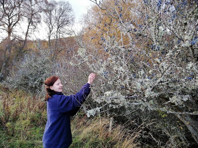Sloeberry picking