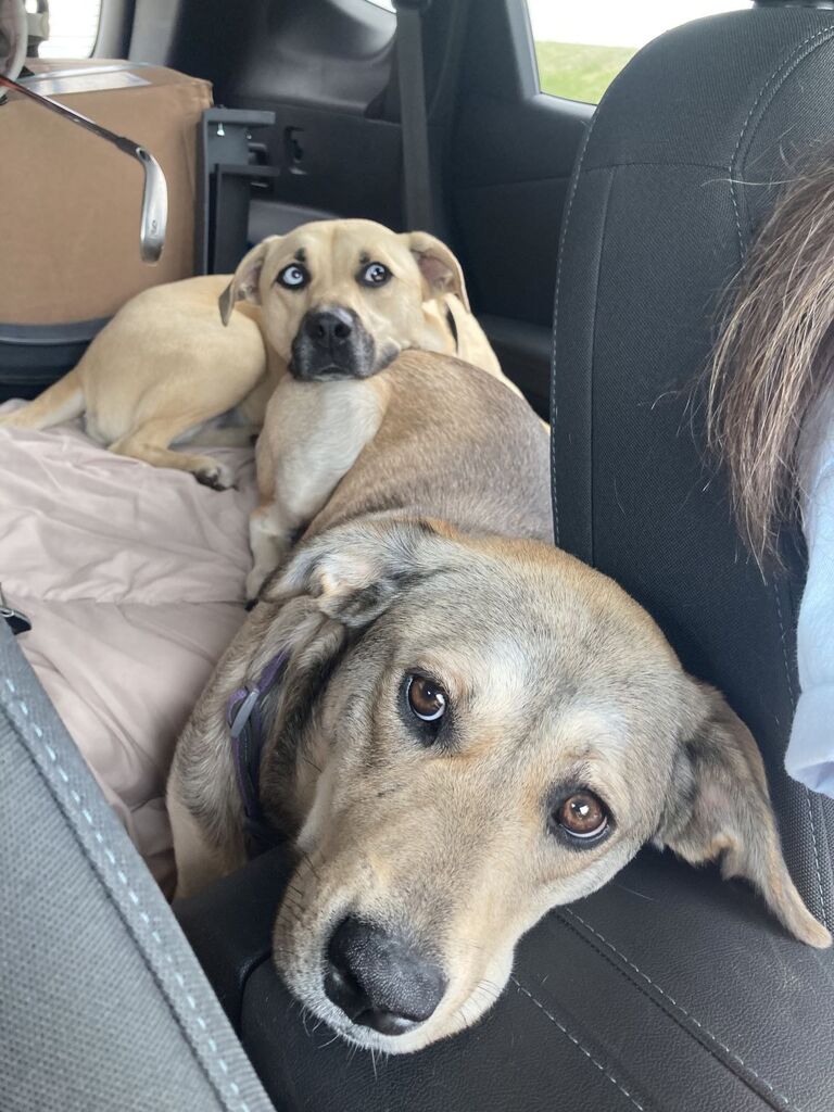 Packed up all of Halea's stuff and the dogs of course!