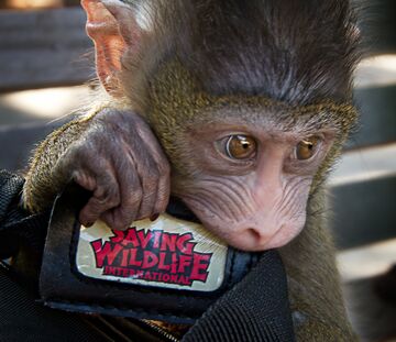 Saving Wildlife International - Animal For A Party - Malibu, CA - Hero Main