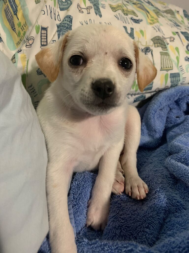 Adopted our baby dog, Daisy 🌼