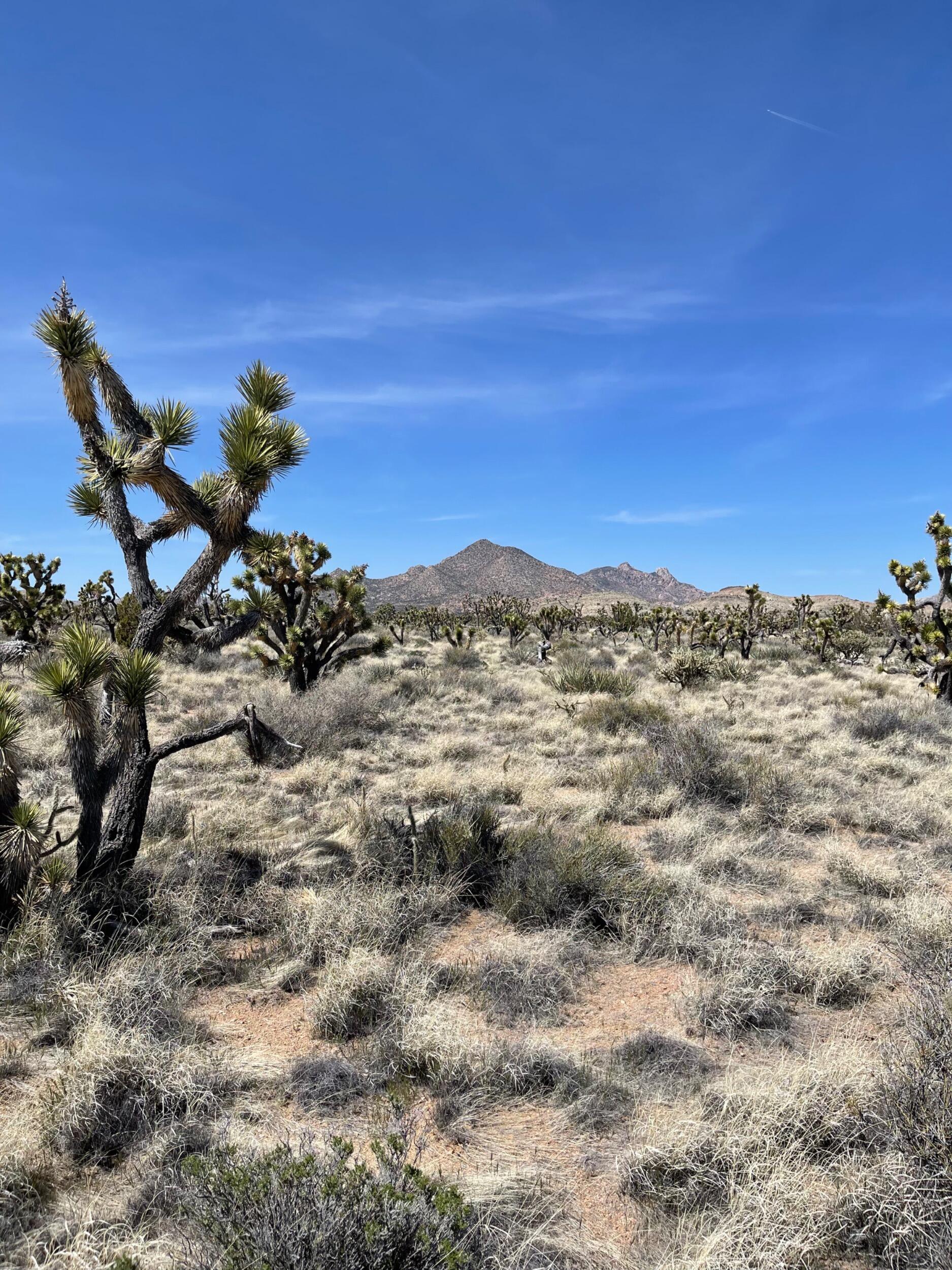 Picture of the property that David bought in the Mojave National Preserve, after visiting there for the first time in 2016.