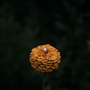 Gallery Photo 36