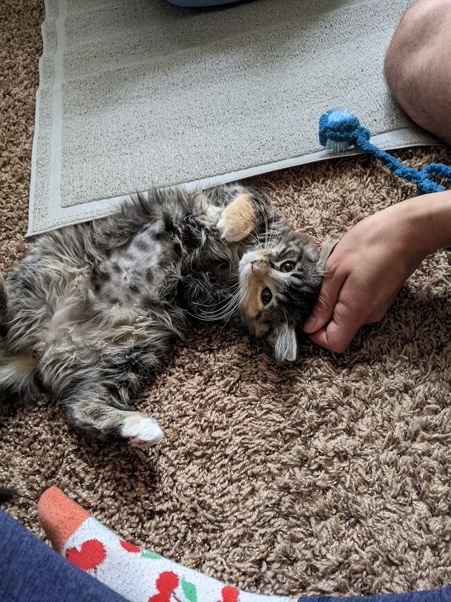 The day we brought Greta home