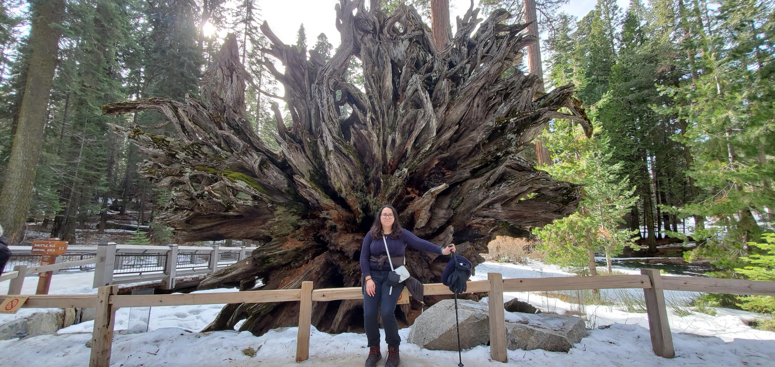 Mariposa Grove | Giant Sequoias