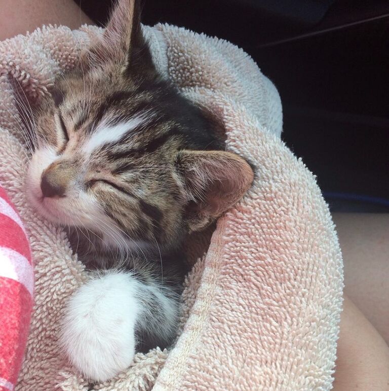 Thanks to Sydney, our family started a little earlier than anticipated with the adoption of Mister Meeseeks. Also known as: Mister, Mystery, or Debbie.