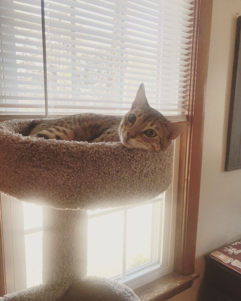 Adopted Nala