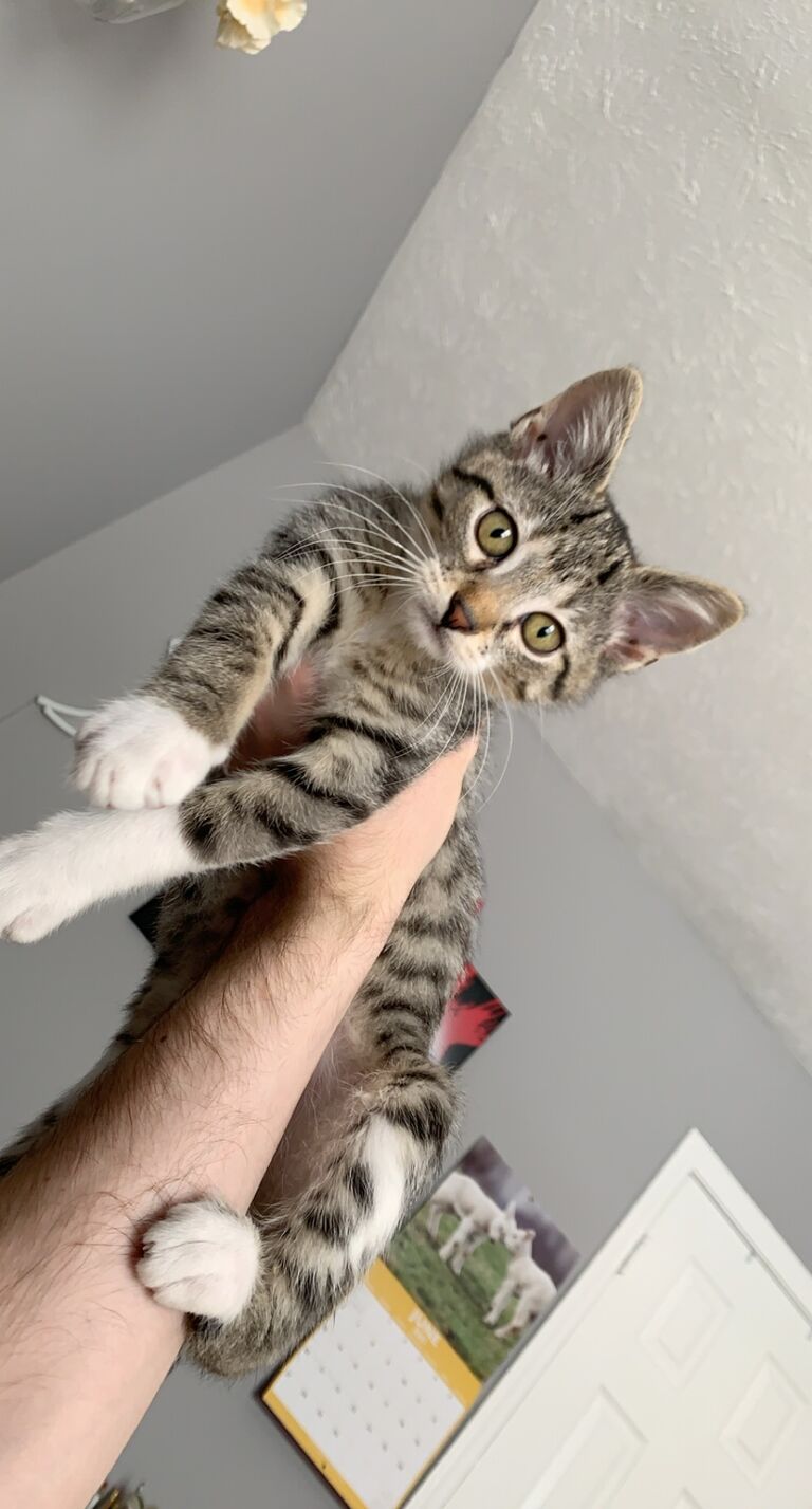 Junior Year: Harry joins the family!