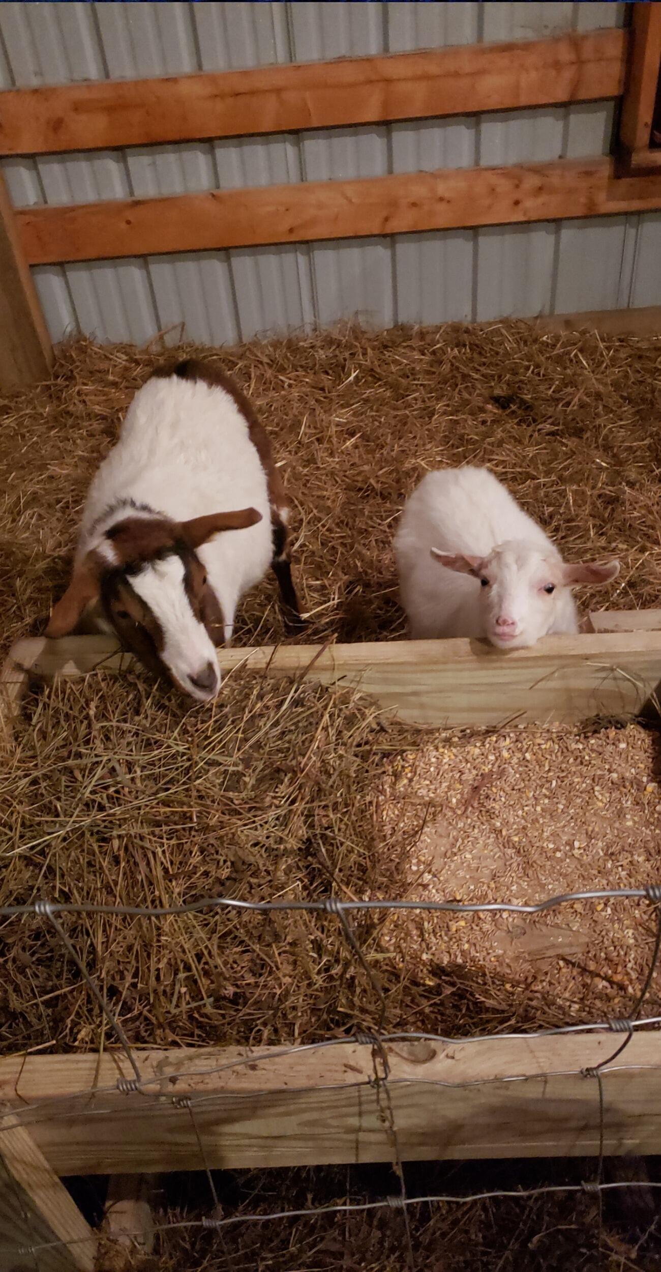 Next, came the two fainter goats, Collar and Waylon. 