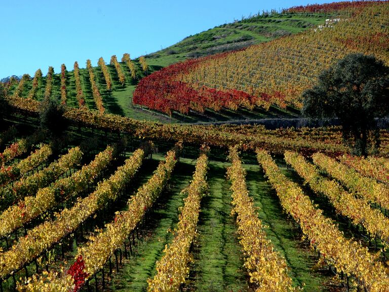 Vineyards of Sonoma Wine County