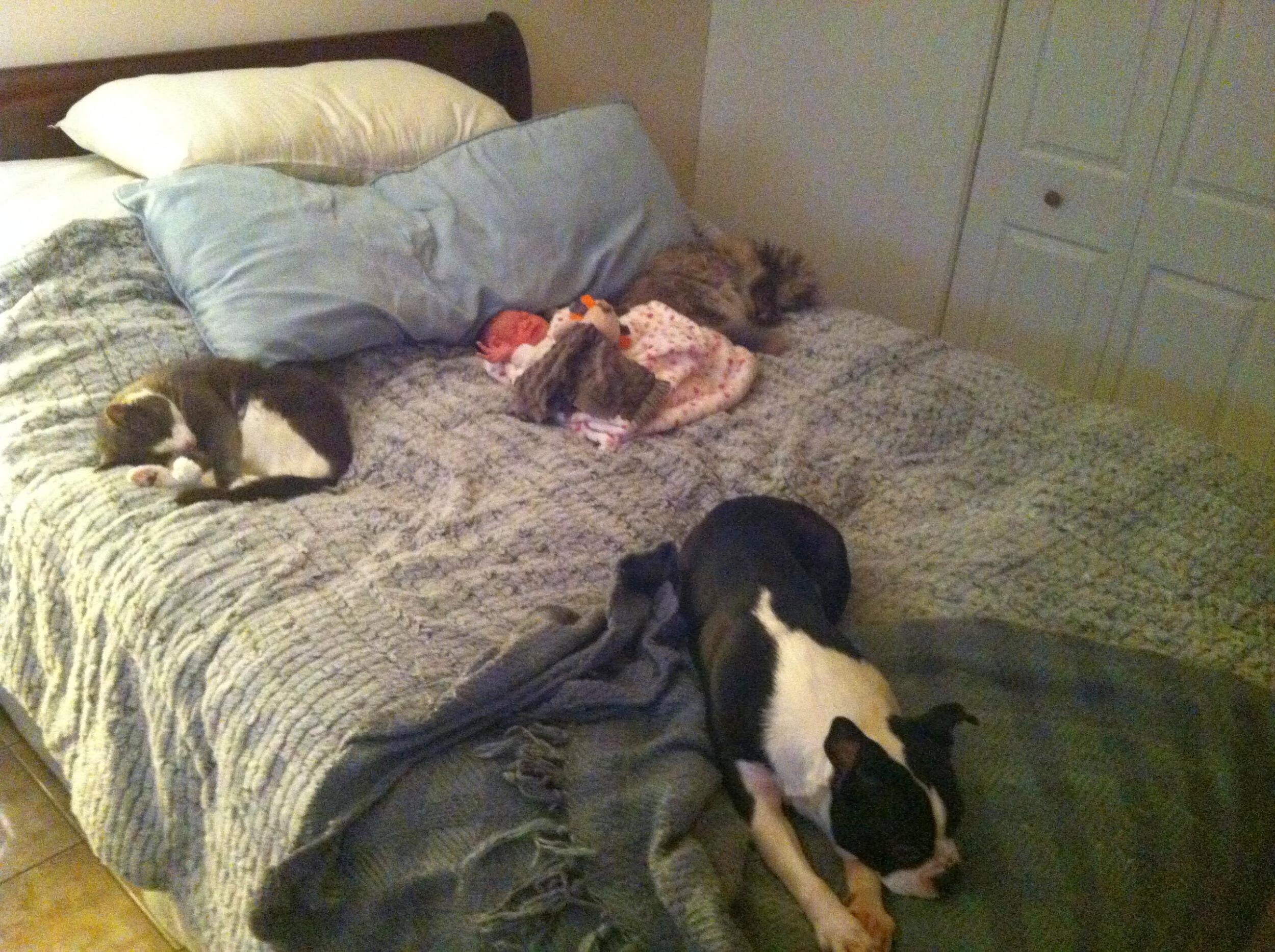 Charlee being welcomed home by her siblings