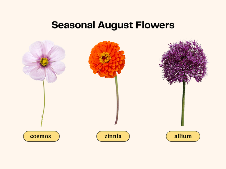 Collage of flowers that are in season for an August wedding. 