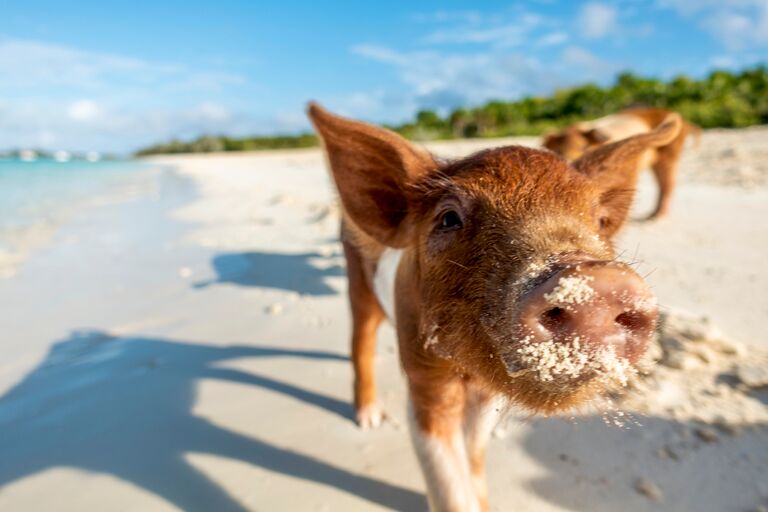 A cute pig on the beach in Staniel Cay Bahamas