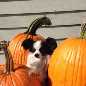 Gallery Photo 39