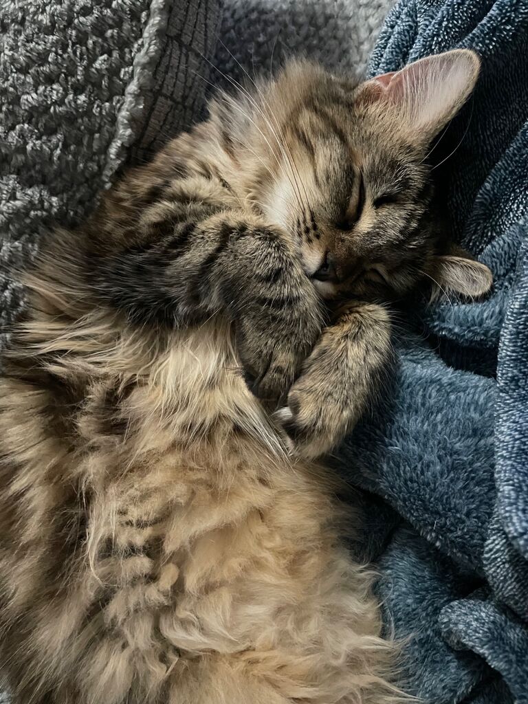 We rescued our sweet girl Leia!