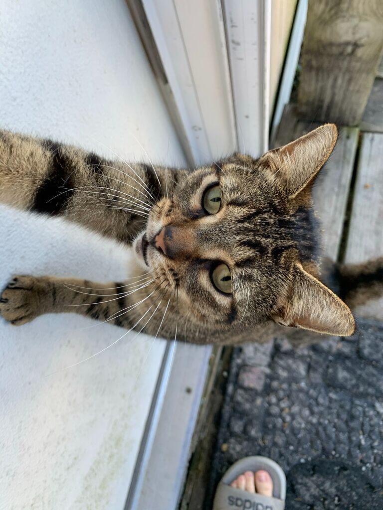 Pumpkin shows up on their doorstep! 