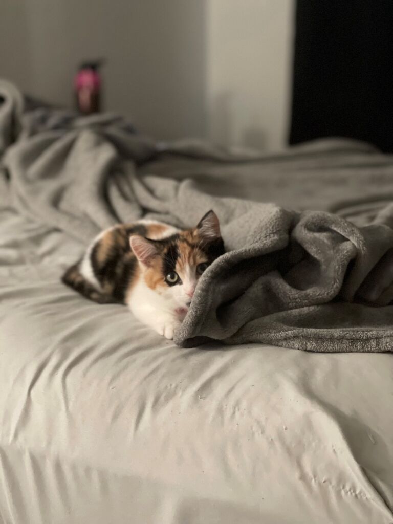 We adopted a cat......
