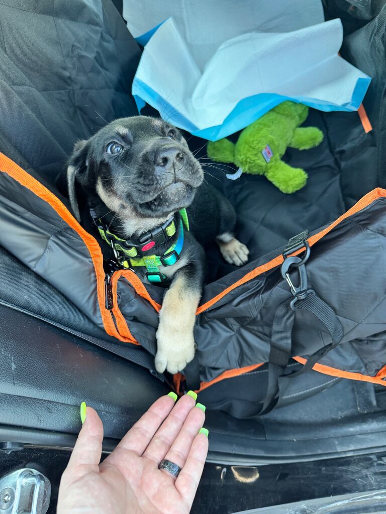 Marina Del Rey, Our Four-legged baby comes home.