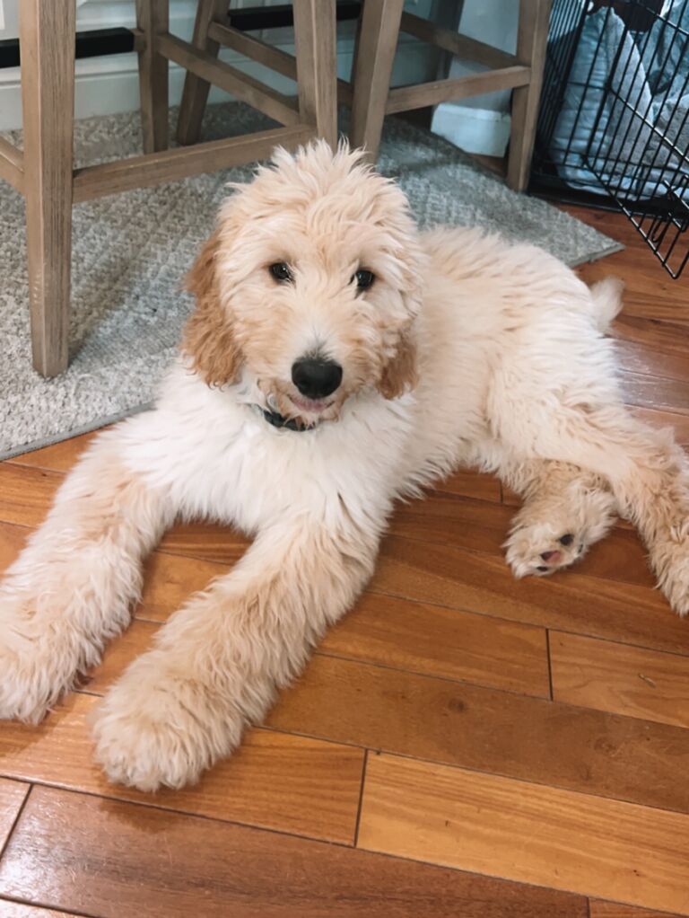 The day we welcomed our second (crazy) & sweet doodle to the fam - Remi!