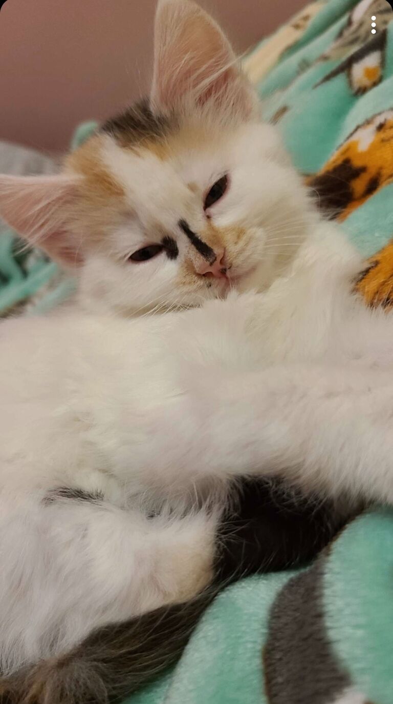 First day with our first kitty that we got together, Penny!