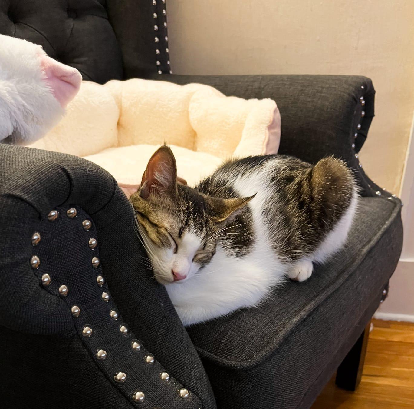 Welcome home, Trix! You have been quite a handful. We wonder who you take after...