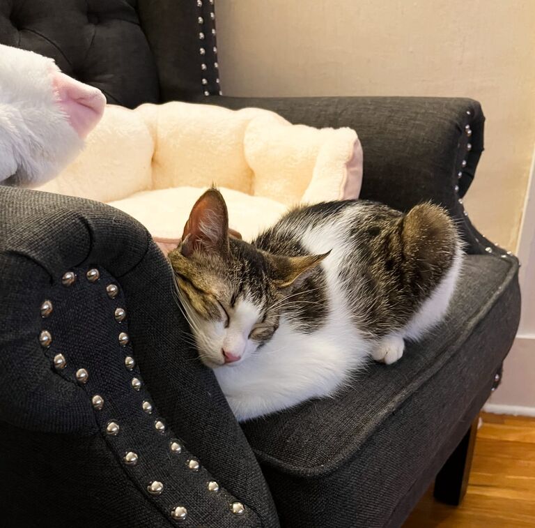 Welcome home, Trix! You have been quite a handful. We wonder who you take after...