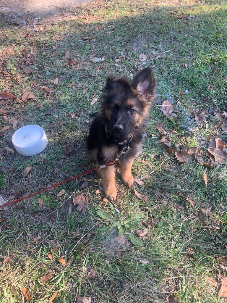 After a couple months of living in Savannah, Sarah and Colton became friends with another couple that lived on a farm just outside of town. It just so happened that they had a little German Shepard puppy that needed a home.. Both Sarah and Colton's favorite breed. Sarah begged Colton to get the puppy, but he was steadfast in his decision to not get another dog. However, on their 3rd anniversary Colton drove her to their farm to pick up the little guy and they named him, Smoke.