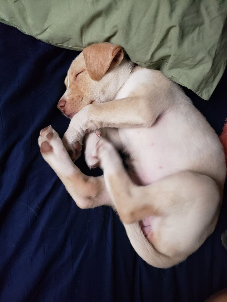 The couple realized they were missing something, and adopted the bestest dog ever: Astrid!