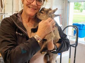 Pygmy Goat Entertainment for Parties and Events - Animal For A Party - Byron Center, MI - Hero Gallery 2