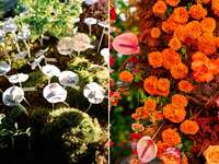 2023 wedding flower trend collage with mushroom wedding escort card display and wall of bright orange marigolds