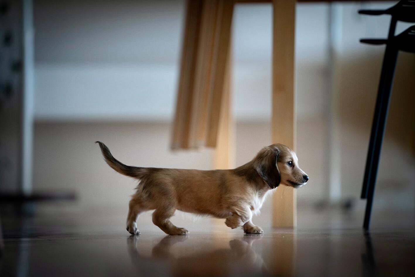 Phil won Valentine’s day forever and we welcomed a new addition to our family! Our little Andromache, she has brought her pawrents so much joy and love! 