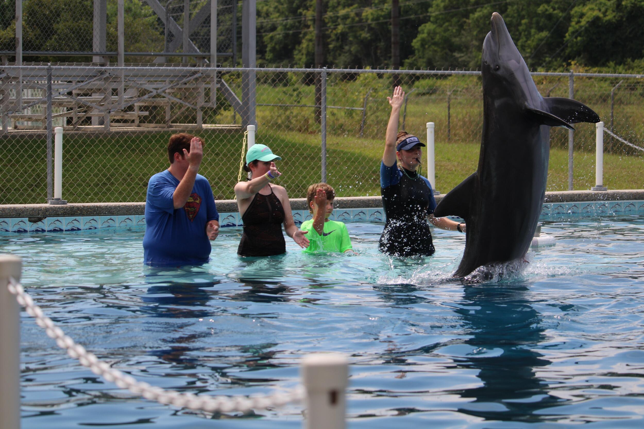 Dolphin Swim
