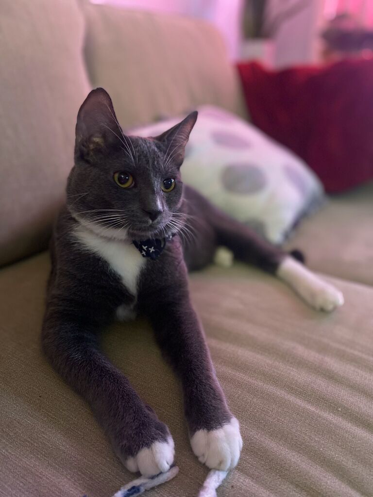 Adopted our second fur baby! Meet Thor!