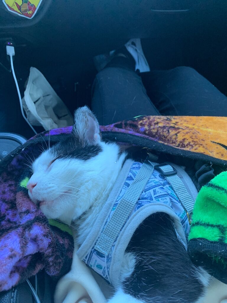 Of course, we couldn't forget Louie! He loved car rides!