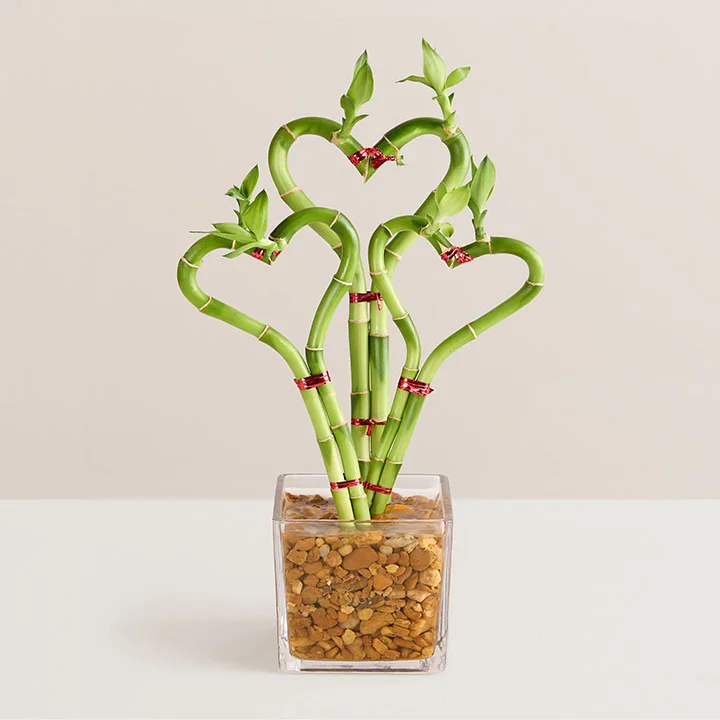 Heart bamboo plant