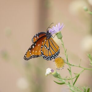 Gallery Photo 10