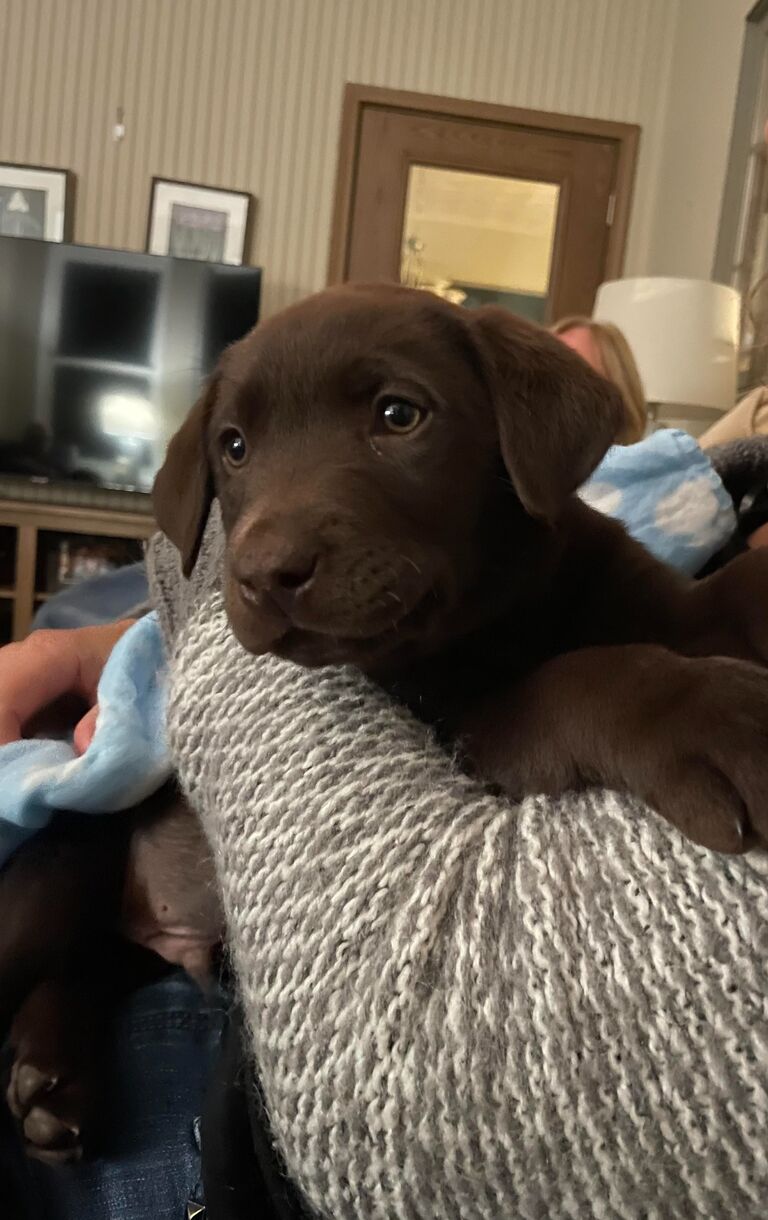 Welcomed home our first dog Chief