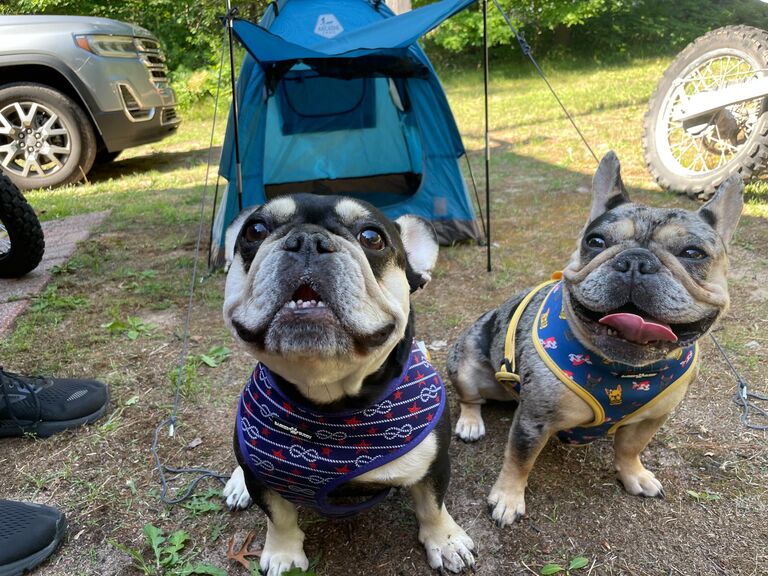 Took our babies on a trip up north🌲 Thank goodness they came prepared with their own tent! 