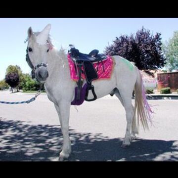 Tickle Me- Pony Parties And Traveling Petting Zoo - Animal For A Party - Brentwood, CA - Hero Main
