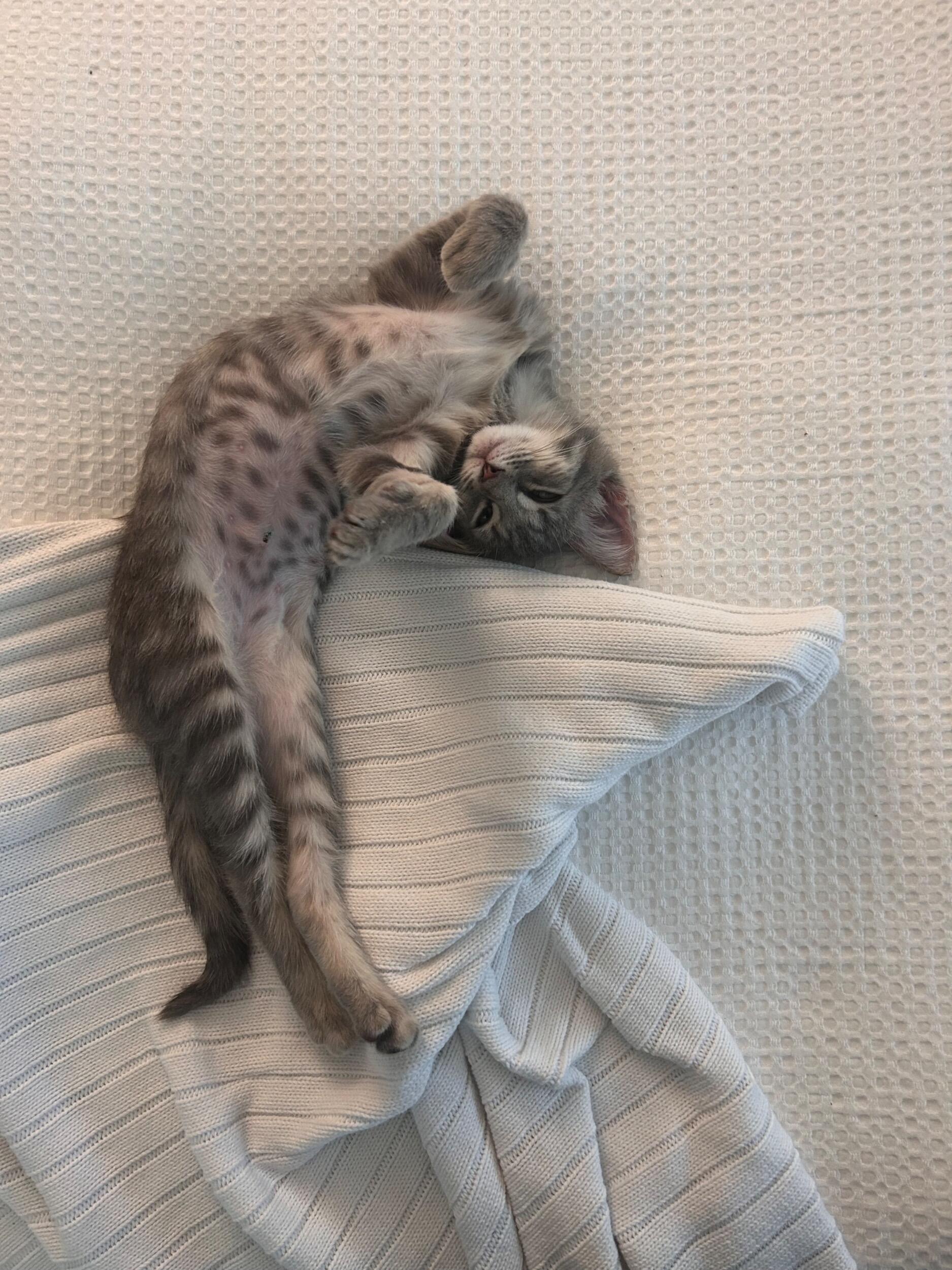 Boo got a sister! We adopted Loki from the Austin Animal Center and brought her home.