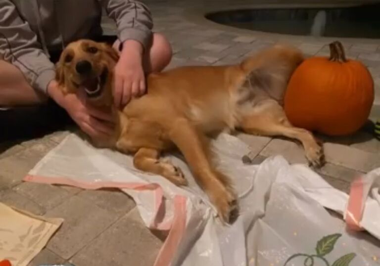 Michelle met Lucy for the first time, while carving pumpkins.
