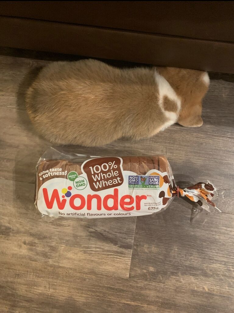 An amazing thing happened at the beginning of 2021... Jupiter joined their family! This little wonder bread brings them so much joy and cuddles.