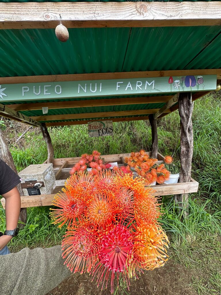 Small kine back road action to get proteas. Chels favorite cause it lasts long and my favorite cause I no need buy flowers for a month haha nah. Anything for her