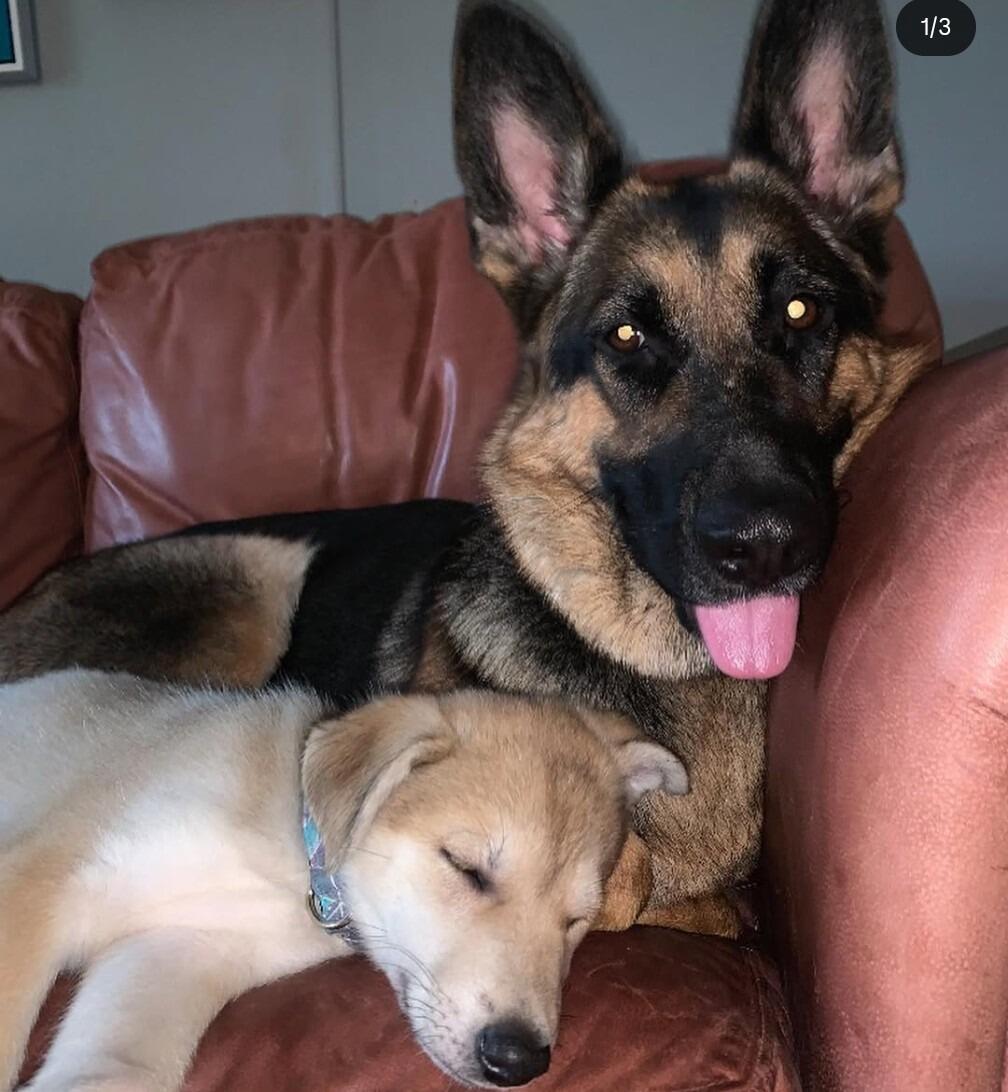 Dixie gets a sibling! 
As soon as Skoal came home, he and Dixie have been inseparable. With Skoal being a wild child, he made Dixie come right out of her shell. Together they have turned our home into a mix of chaos and dog hair, lots and lots of dog hair.