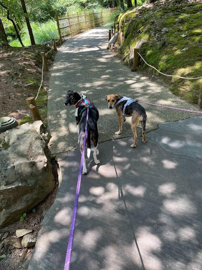 We took our first trip as a family of four to Hot Springs, AR.