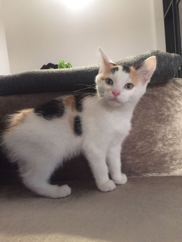 Lola entered Amy and Declan's lives in April 2020 and it has been furry joy ever since.