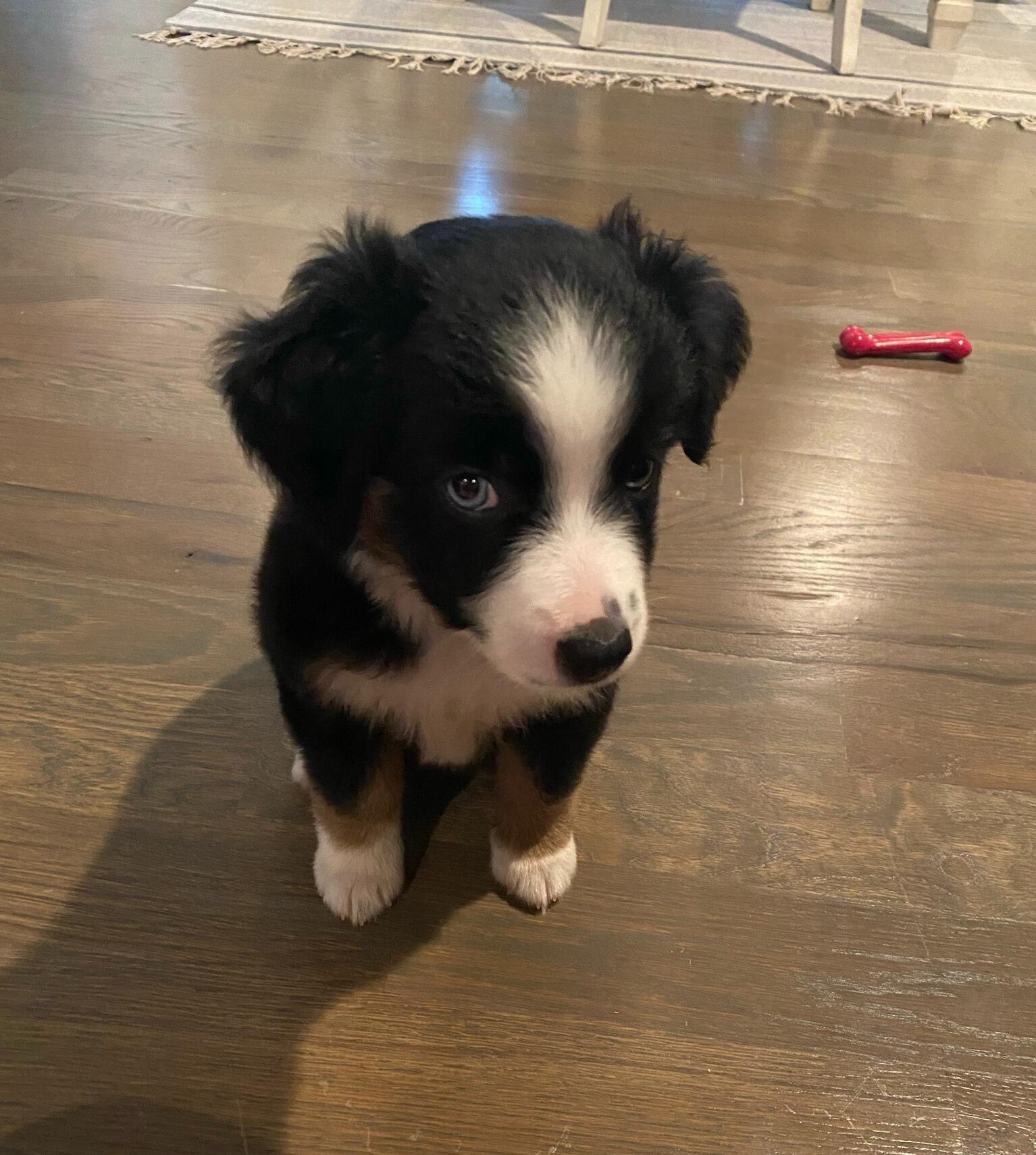 We welcomed Willow, our mini aussie, into our crazy little family:)